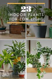 23 Of Our Favorite Low Light Houseplants Indoor Plants Low Light Indoor Trees Low Light Houseplants Low Light