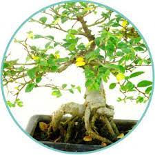 Many always stumble on this problem. Yellow Leaves On My Bonsai Tree What Is Wrong Bonsai Trees For Sale Uk