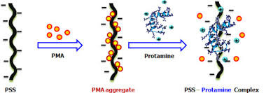 Image result for Protamine
