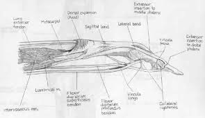 It is the most powerful, and most bulky. Flexor Digitorum Profundus Wheeless Textbook Of Orthopaedics
