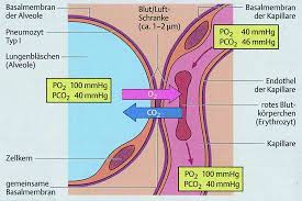 Blood air barrier) details zum aufbau der schranke finden sich hier. Membran Prozesse Bei Kunstlichen Organen Springerlink