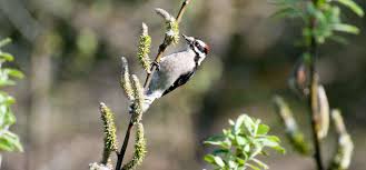 Common Birds Of The Southwest Downy Woodpecker Downy Woodpecker Backyard Birds Downy