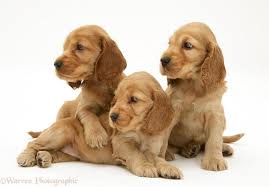 Buy and sell on gumtree australia today! 49 Free Black Cocker Spaniel Wallpaper On Wallpapersafari