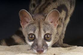 Give a pet a good home on gumtree. 10 Unusual Pets You Can Own
