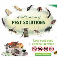A house full of mess always attracts bugs and other insects. Five Rivers Pest Control And Cleaning Services Home Facebook