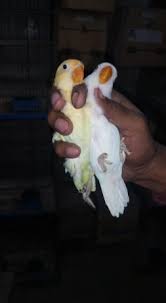 Tak hanya itu, banyak lovebird mania yang ingin mengoleksinya, baik sebagai burung hias maupun. Decino With Albino Redeye S For Sale In Karachi