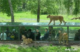 Redecouvrir Thoiry En Famille Lucky Sophie Blog Famille Voyage Thoiry Le Zoo Zoo