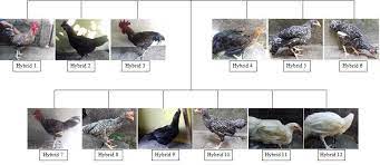 Maybe you would like to learn more about one of these? Pedigree Of Hybrid Chicken From Crossbreed F1 Kamper And Bc1 Broiler Download Scientific Diagram
