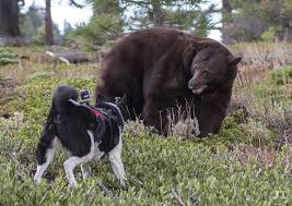 Dogs To The Rescue Karelian Bear Dogs Could Be Nonlethal Option For Human Wildlife Conflicts At Tahoe Tahoedailytribune Com