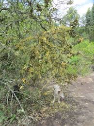 Image result for Erianthemum virescens