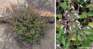 Image result for Aeollanthus suaveolens