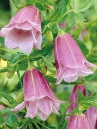 Campanula Punctata Pantaloons Klokjesbloem De Tuinen Van Appeltern Eenjarige Planten Rozen Tuin Eenvoudige Bloemen