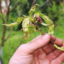 It is caused by the fungus taphrina deformans and can affect the blossoms, fruit, leaves and shoots of peaches and nectarines. Peach Leaf Curl Symptoms Treatment And Control Planet Natural