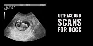 How much does an ultrasound cost? Ultrasound Scans For Dogs Cost Use Cases Procedure More