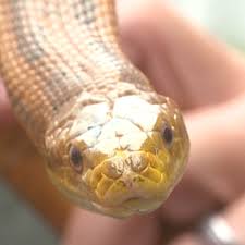 This may result in redness, swelling, and severe pain at the area, which may take up to an hour to appear. Snake Bites On The Rise In Georgia May Break Record Wtgs