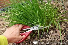 See full list on wikihow.com How To Harvest Chives When To Pick Them