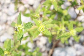 Image result for Spermacoce deserti