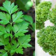 We did not find results for: Can Guinea Pigs Eat Flat Leaf Parsley