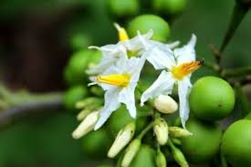 Image result for Solanum torvum