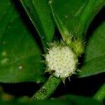 Image result for Struchium