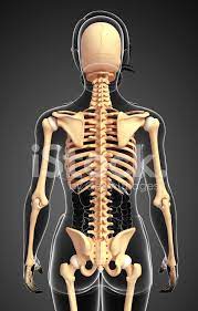 The number is more in the child. Female Skeleton Back View Stock Photos Freeimages Com