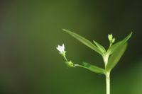 Image result for Oldenlandia lancifolia