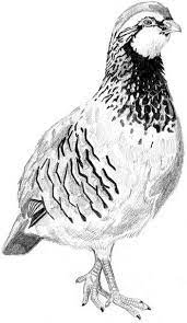 mes dessins animaliers dessin chasse croquis d oiseaux peinture animal j&#x00027;aime mon chien coloriages