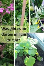 Was Gibt Es Im Garten Im Juni Zu Tun Haus Und Beet Pflanzen Garten Pflanzen Gartenarbeit