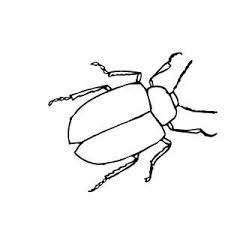 Explore 623989 free printable coloring pages for your kids and adults. Thick Beetle Coloring Page