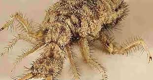 Pin On Scary Creepy Crawlies