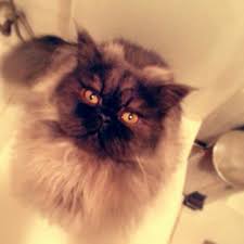 Beni Tarar Misin Bakisi Persian Cat