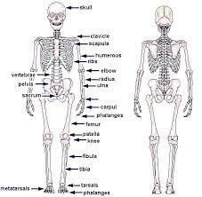 Free Diagrams Human Body Human Skeleton Chart Diagram Picture Human Skeleton Chart Diagram Human Skeleton Skeleton Anatomy Human Skeleton Anatomy