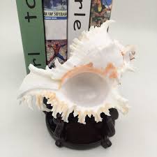 The queen conch is found all over the world table centerpieces table decorations flower lights resin crafts decor crafts epoxy coasters shell animals head in the sand sea shells conch shells snail shell shell jewelry shell crafts. Buy 1pc New Large Queen Nautical Shells Conch Natural Seashell Beach Home Decoration At Affordable Prices Free Shipping Real Reviews With Photos Joom