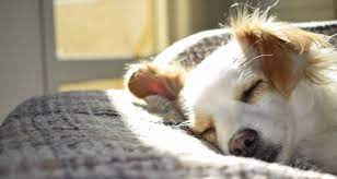Basically as the name suggests we provide the content which we think , its necessary for you to watch. Common Causes Of Coughing In Dogs Trudell Animal Health