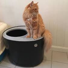 If you ever have to use flea spray, medicated spray, or. 25 Problem Solving Products From Amazon For Cat Owners