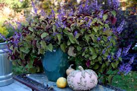 Coleus can get fusarium wilt, which causes sudden wilting of the plant. Coleus Forskohlii Types Of Foliage Plants Hgtv