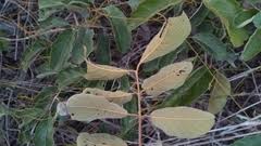 Image result for Combretum psidioides