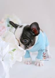 Nicole french bulldog puppies offers luxury, one in a million puppies of the highest quality and standards frenchies. Frenchie French Bulldog For Sale Teacup Puppies Boutique