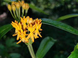 Image result for Asclepias buchwaldii