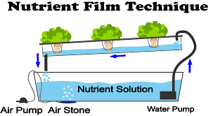 How NFT Hydroponics Works: A Guide to the Nutrient Film Technique -  NoSoilSolutions