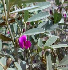 Image result for Tephrosia amoena