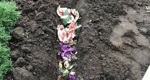 Once planted, the ground can be enriched by mulching and allowing worms to help incorporate it. Trench Composting With Kitchen Scraps Farmers Almanac