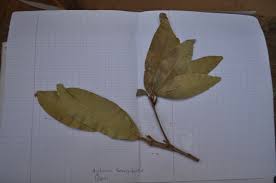 Image result for Lepisanthes senegalensis