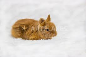 Im tierschutz warten viele zwergkaninchen auf ein neues zuhause. Klein Und Weich Hasen Baby Lowenkopfkaninchen Fotografie Als Poster Und Kunstdruck Von Dennis Stracke Bestellen Artflakes Com