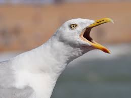 Image result for seagull