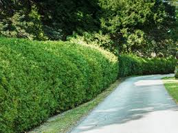 1 per m², 2 per linear metre for screening. 13 Best Shrubs For Making Hedges