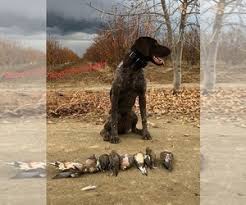 He has been vet checked, is up to date on vaccinations and dewormer, plus comes with a 30 day health guarantee that is provided by the breeder. German Shorthaired Pointer Puppies For Sale Near Corona California Usa Page 1 10 Per Page Puppyfinder Com