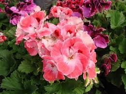 Image result for Geranium vagans