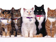 Prenom de chat male photo chat drole trucs de chat chat trop mignon idée nom de chat chaton a adopter disney rapunzel noms de chat costa rica. Nom De Chat Original