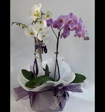 Sana Ozel Orkide Urun Kodu Orkide601 Beyaz Orkide 1 Kok Benekli Orkide 1 Kok Yukseklik 70 Cm Starcicekcilik Net Orkideler Cicekciler Cicek